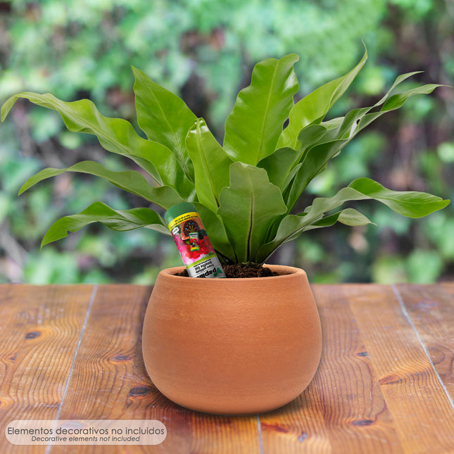 Agua gelificada para riego con dispensador 300 ml