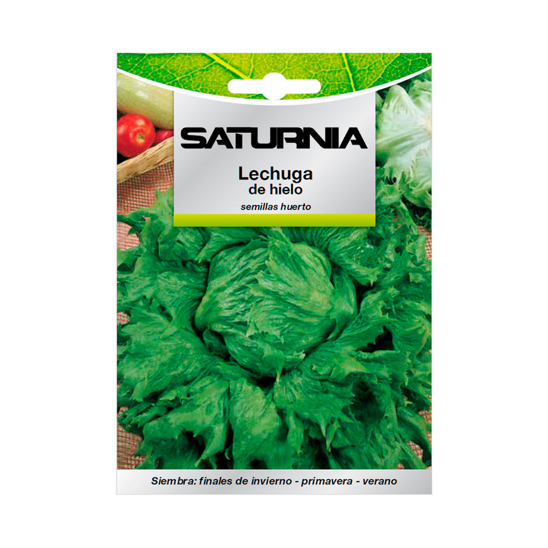 Semillas lechuga reina del hielo (7 gramos) semillas verduras, horticultura, horticola, semillas huerto