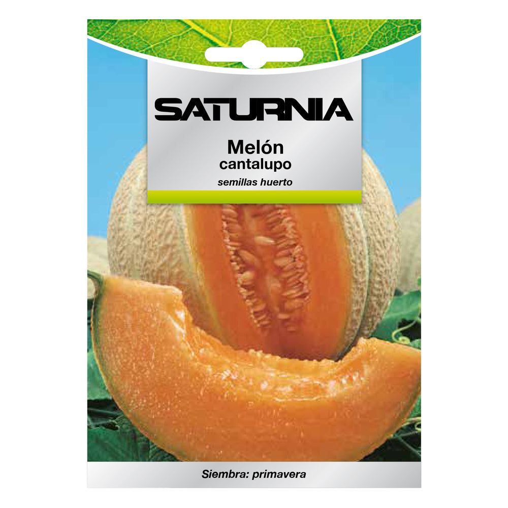Cantaloupe Melon Seeds (3 grams) fruit seeds, horticulture, vegetable, garden seeds.