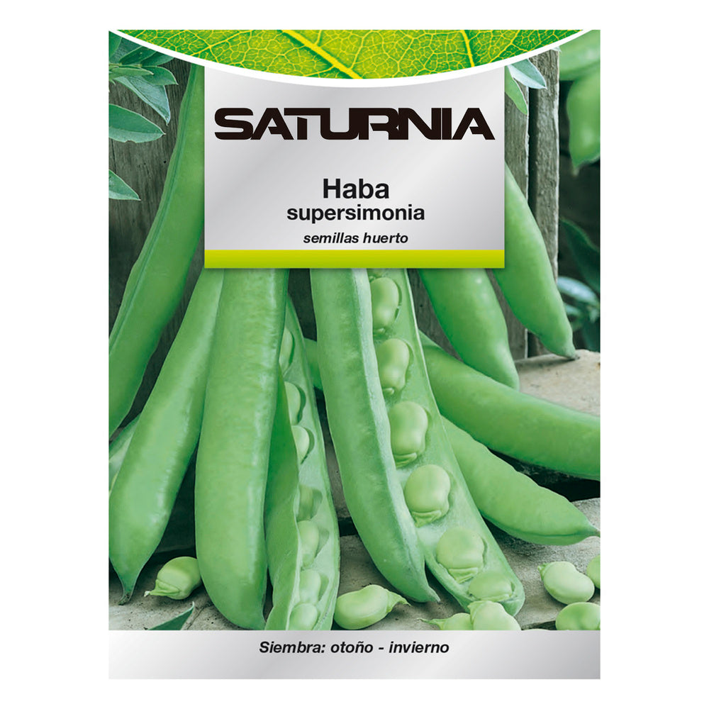 Broad bean garden seeds
