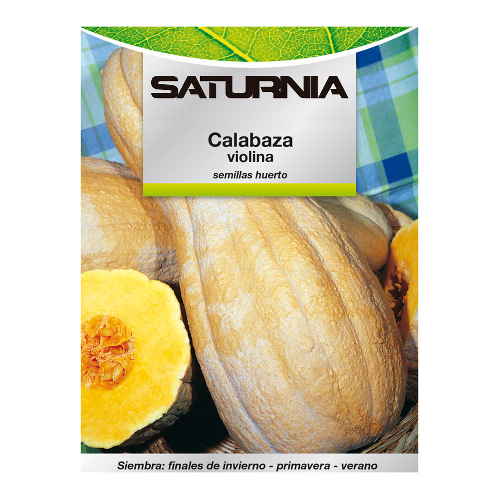 Violin pumpkin vegetable garden seeds