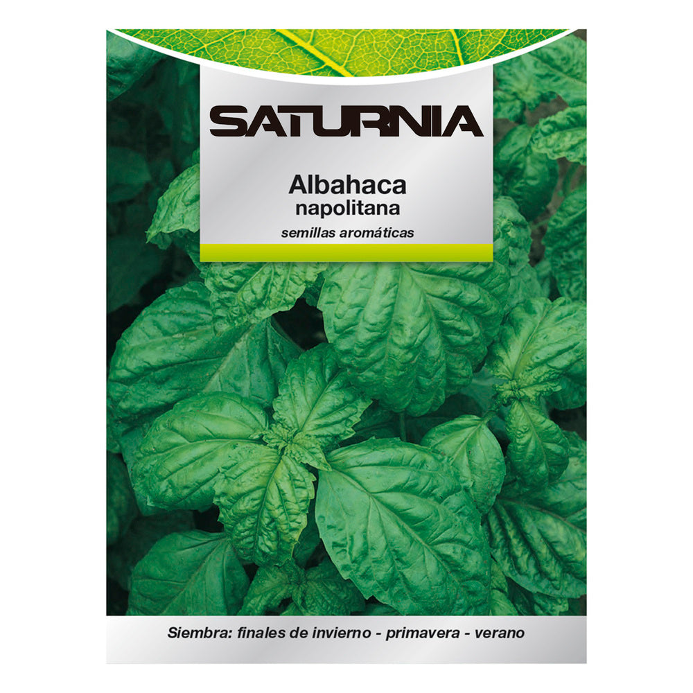 Giant basil aromatic seeds (5 grams) horticulture, horticultural, garden seeds.