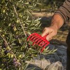 Olive harvesting hand scoop with hole