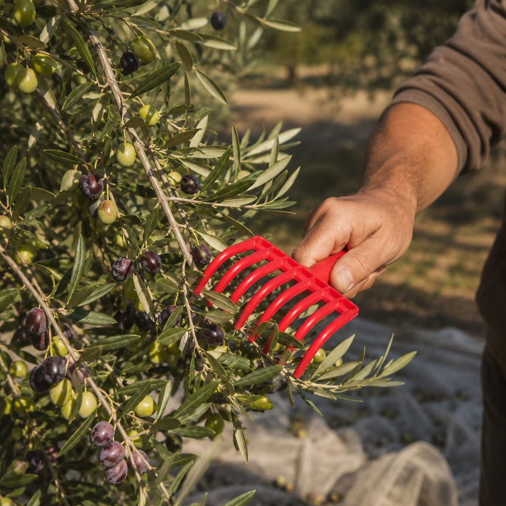 Olive harvesting hand scoop with hole