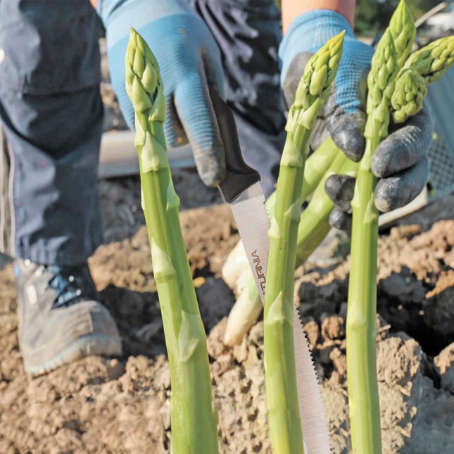 Cuchillo recolectar esparragos 26 cm. cuchillo esparraguero, cortador esparragos, cuchillo corta esparragos