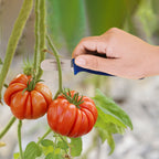 Tomato / cucumber harvesting knife 13.5 cm tomato cutting knife, cucumber knife, cucumber cutting knife,
