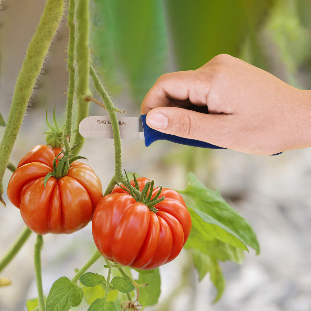 Tomato / cucumber harvesting knife 13.5 cm tomato cutting knife, cucumber knife, cucumber cutting knife,