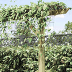 Pérgola de jardín de madera 205x40x203 cm
