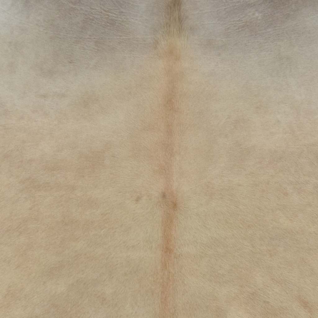 Alfombra de piel de vaca auténtica beige 150x170 cm