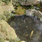 Pond Protectors 40 units black polypropylene