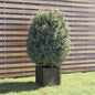 Solid white pine planter 31x31x31 cm