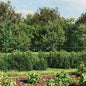 Cerca de alambre de acero galvanizado gris antracita 0,8x25 m