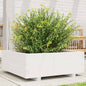 Jardinera 4 niveles madera maciza de pino blanca 80,5x79x36 cm