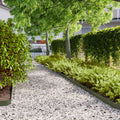 Bordes césped 10 uds acero laminado frío verde oliva 10x103 cm