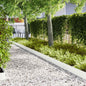 Lawn Edging 10 pcs 100 x 0.05 x 15 cm