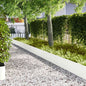 Lawn Edging 10 pcs 100 x 0.05 x 15 cm