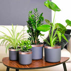 Cinta de cobre para protección contra caracoles 6 pcs Cobre