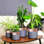 Cinta de cobre para protección contra caracoles 6 pcs Cobre