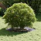 adecuado para Anillo de Árbol Plano Antracita Ø30 / 60 cm Acero