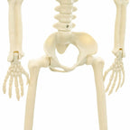 Esqueleto de Halloween 2 pcs 85 cm PVC