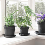Maceta Redonda para Flores 24 pcs Negro Ø 12,5 x 10 cm Plástico