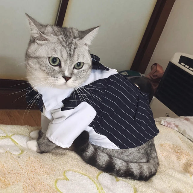 Traje, camisa y pajarita para gatos