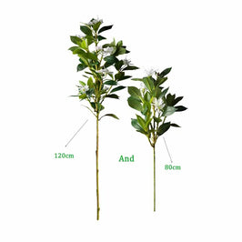 Blanco | 80cm + 120cm