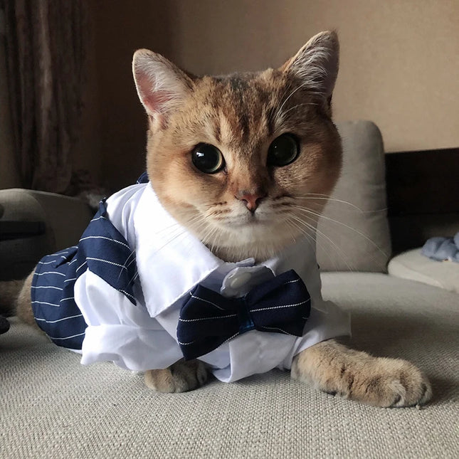 Traje, camisa y pajarita para gatos