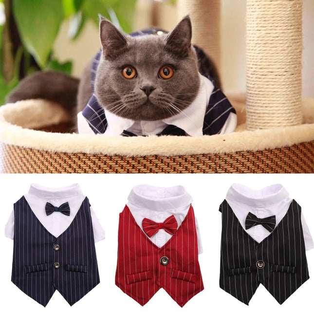 Costume, chemise et noeud papillon pour chat