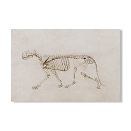Esqueleto / 13x18 cm