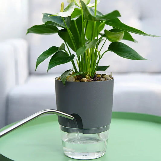 Transparent Double Layer Self Watering Flower Pot