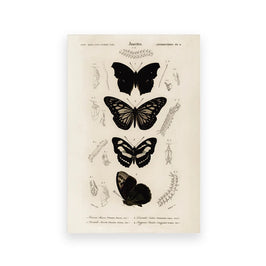 Mariposas / 13x18 cm