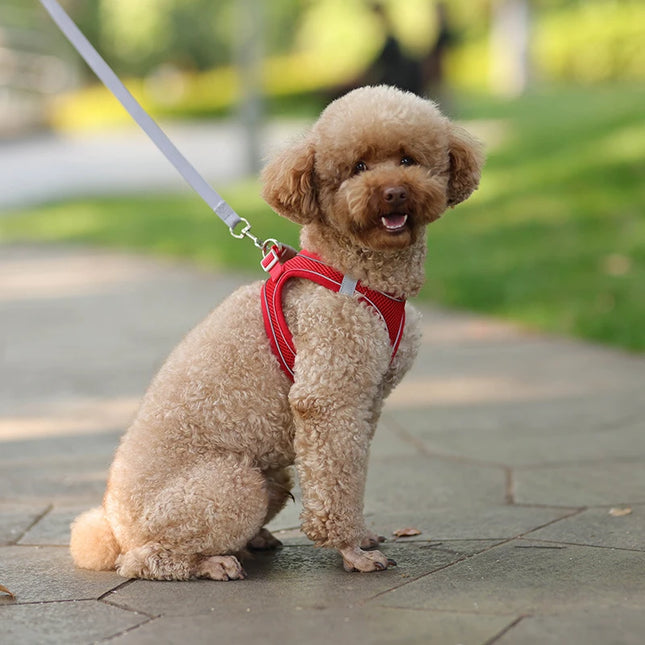 Adjustable pet harness and leash set