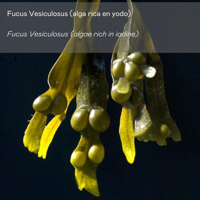 Crema anticelulítica con Fucus vesiculosus combate celulitis